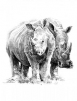 Malování skicovacími tužkami -nosorožci
