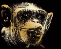 Škrábací obrázek zlatý ROYAL - Opice