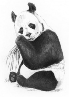 Malování SKICOVACÍMI TUŽKAMI-Panda
