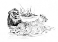 Malování Skicovacími tužkami - Odpočívající smečka lvů