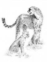 Malování skicovacími tužkami - Gepardí rodinka
