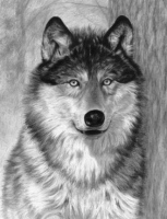 Malování skicovacími tužkami - Hlava vlka