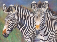 Malování podle čísel 30x40 cm- Zebry