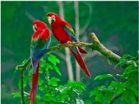 Diamantový obrázek - Papoušci na stromě 30x40cm