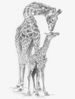 Malování Skicovacími tužkami - Žirafa s mládětem